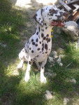 Hercule - Dalmatien Mâle (7 mois)