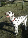 Hercule - Dalmatien Mâle (7 mois)