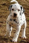 Ousmane - Dalmatien Mâle (7 mois)