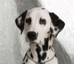 Lolita - Dalmatien (3 mois)