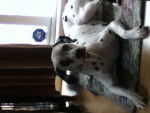 clochette - Dalmatien (2 ans)