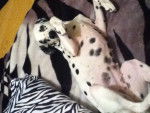 clochette - Dalmatien (2 ans)
