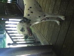 clochette - Dalmatien (2 ans)