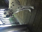 clochette - Dalmatien (2 ans)