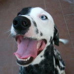 sisul - Dalmatien (1 an)