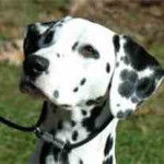 Splash - Dalmatien (6 mois)