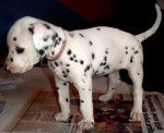 Luna - Dalmatien (3 mois)