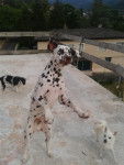 Hercule - Dalmatien Mâle (10 mois)