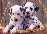 Lucy y Shaya - Dalmatien (3 mois)