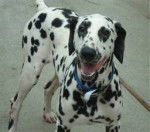 dotty - Dalmatien (2 ans)
