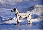 pepette - Dalmatien (10 ans)