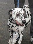 Perdita - Dalmatien (8 ans)
