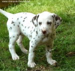 julie - Dalmatien (6 ans)