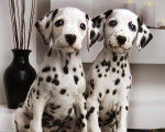 Stripes - Dalmatien (6 mois)