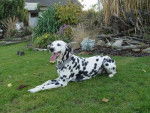 Fido - Dalmatien Mâle (3 ans)