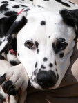 Dog - Dalmatien (10 mois)