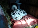 rotchilde - Dalmatien Mâle (13 ans)