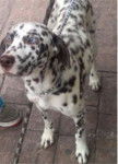 Karly - Dalmatien (2 ans)