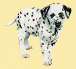 Mary - Dalmatien (5 mois)