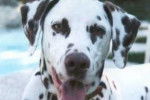 Dalmatien - Dalmatien
