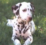Dalmatien - Dalmatien