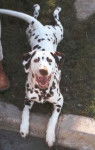 Dalmatien - Dalmatien