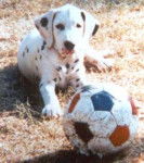 Dalmatien - Dalmatien