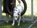 velten - Dalmatien Mâle (7 ans)