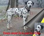 Dalmatienne dite Alpha "All my love de la tour de bastide" - Dalmatien