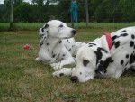 dalmatiens - Dalmatien