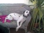 sam - Dalmatien Mâle (5 ans)
