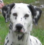 sam - Dalmatien Mâle (5 ans)