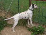 Ussy décédé - Dalmatien (4 ans)
