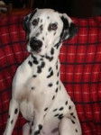 myly - Dalmatien (8 ans)
