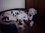DALMATIEN VARENNE - Dalmatien