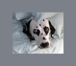 Dalmatien Kirra - Dalmatien