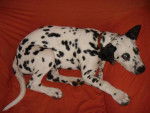 dalmatien - Dalmatien