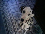 dalmatien isis - Dalmatien
