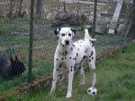 dalmatien Agatha - Dalmatien
