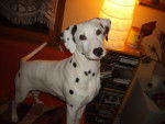 Dalmatien "Nala" - Dalmatien