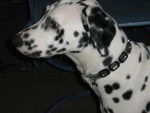dalmatien EFFIE 1 an - Dalmatien
