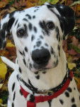 dalmatien EFFIE - Dalmatien