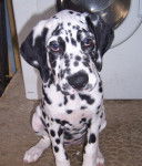 dalmatien fiona - Dalmatien