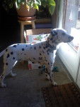 Benji - Dalmatien Mâle (1 an)