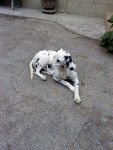 Pongo - Dalmatien Mâle (13 ans)