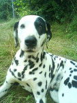 Tia - Dalmatien (8 ans)