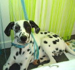 Kikou 6 mois - Dalmatien (6 mois)