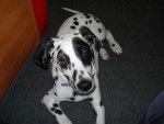 Kikou 6 mois - Dalmatien (6 mois)