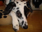 Kikou 6 mois - Dalmatien (6 mois)