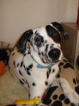 Kikou 6 mois - Dalmatien (6 mois)